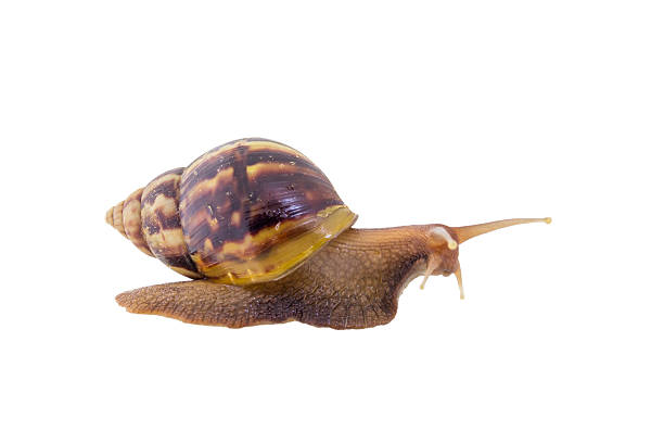 istock Land snail isolated on white background 638511614