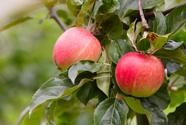 istock Red apples detail on a tree. Green background. Agriculture 638511790