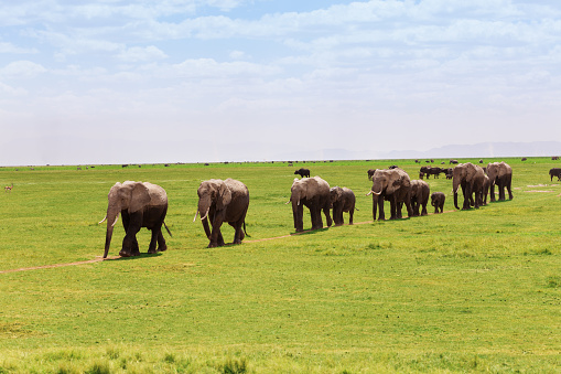 Large family of African elephants moving in a line towards the swamps of Amboseli National Park, Kenya