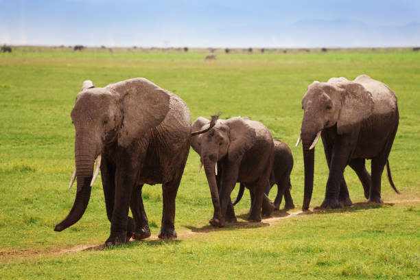 Family of African elephants covered by mud walking towards the swamps, Kenya
