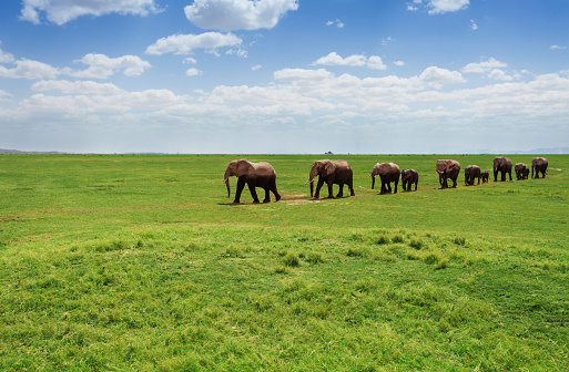 A herd of adult and baby elephants walking one after another at the grasslands of Africa