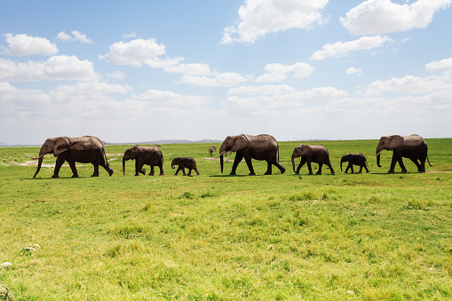 A line of elephants family walking along the grasslands of Africa