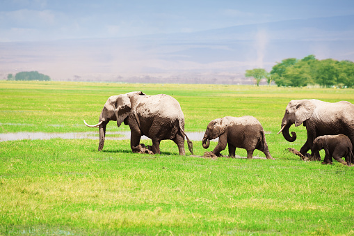 Elephant family walking together in cloudy day in Kenyan swamplands, Africa