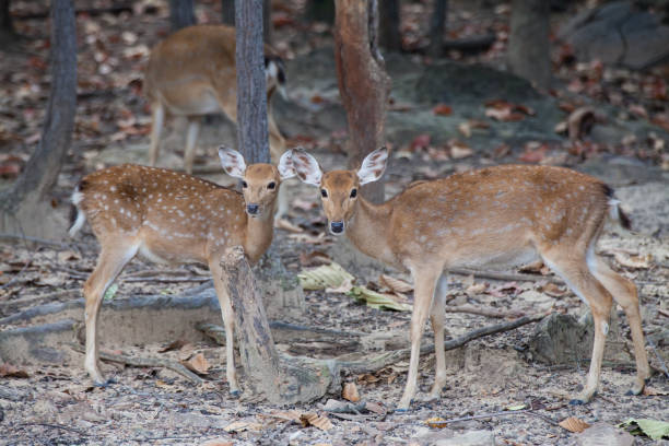 istock Asian Deer in the nature background. 638512334