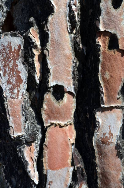 texture d’une vieille écorce de chêne - lumber industry timber tree redwood photos et images de collection