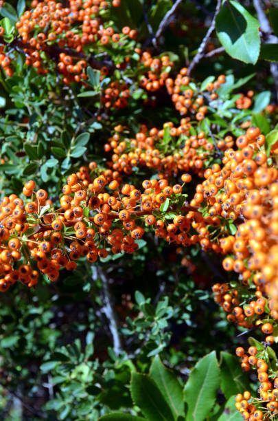 Orange Rowanberries of Common Sea buckthorn Hippophae rhamnoides Orange Rowanberries of Common Sea buckthorn Hippophae rhamnoides autumn copy space rural scene curing stock pictures, royalty-free photos & images