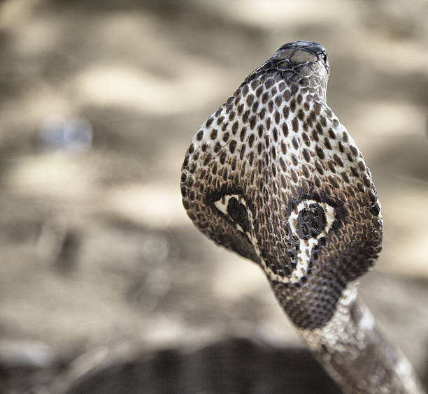 Cobra, Sri Lanka
