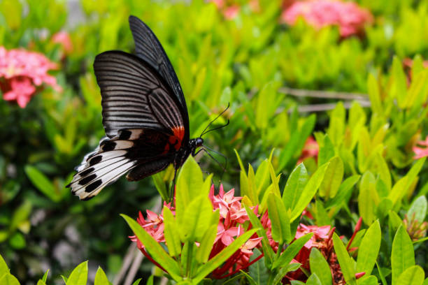 istock Butterfly sucking nectar from flower spike red stamens. 638513952
