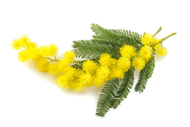 istock Yellow Mimosa flowers 638515934
