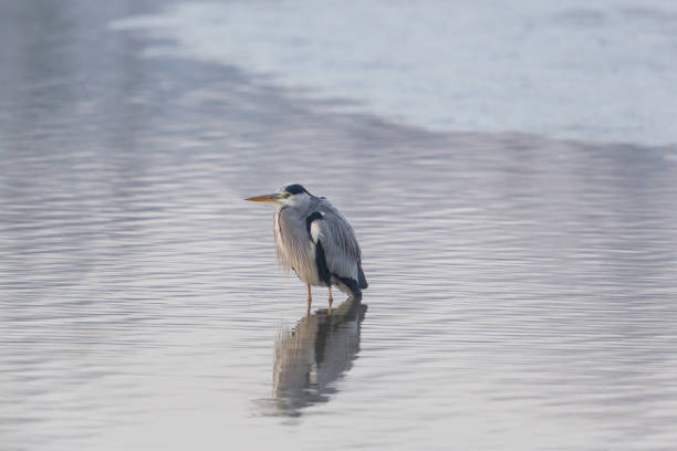 istock Portrait of grey heron (Ardea cinerea) standing 638517548