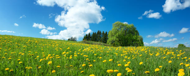istock Field with dandelions and blue sky 638517572