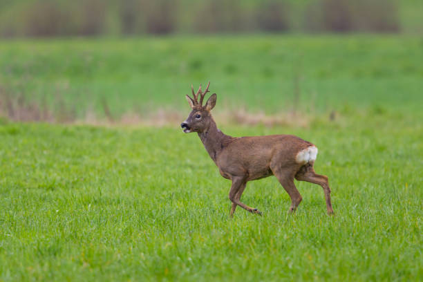 istock Young roebuck standing in meadow 638517592