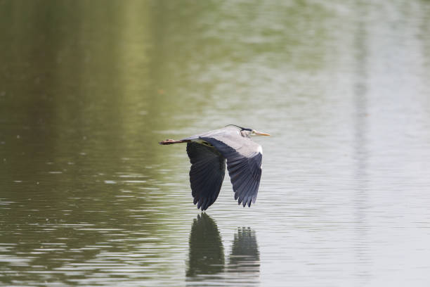 istock Portrait of grey heron (Ardea cinerea) in flight 638518190