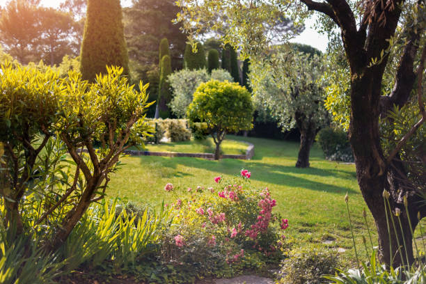 istock Green lawn and trees. 638518386