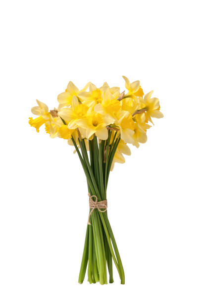 bouquet de jonquilles jaunes isolées - daffodil bouquet isolated on white petal photos et images de collection