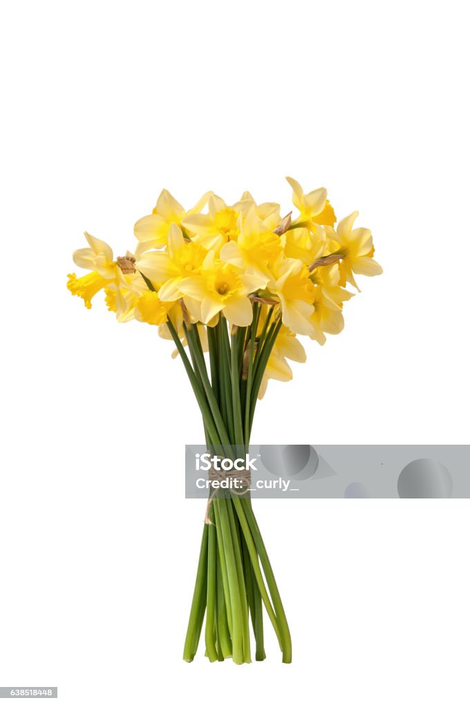 Bouquet of yellow daffodils isolated Bouquet of yellow daffodils isolated with leaves on white background Daffodil Stock Photo