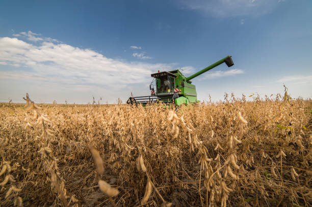 istock Harvesting of soybean field 638519220