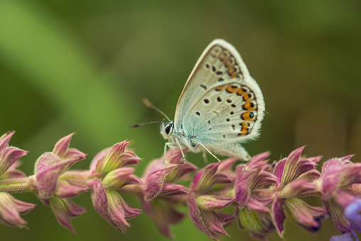 The silver-studded blue or Plebejus argus is a butterfly in the family Lycaenidae