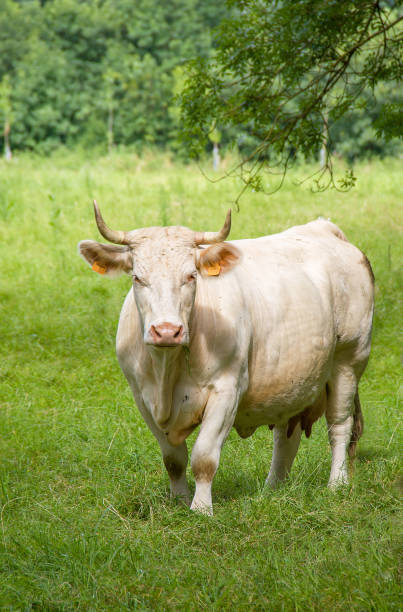 istock Charolais cow in pasture 638520932