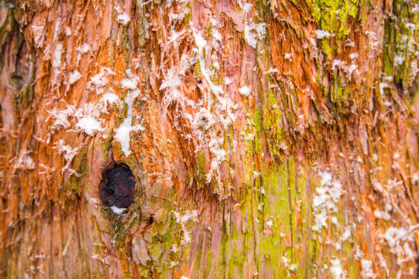 деревянный текстурированный фон, крупным планом. кора кипарисового дерева - cypress tree bark tree wood стоковые фото и изображения