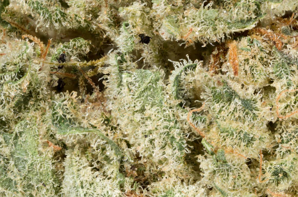 Alien Dawg Cannabis Bud Macro shot stock photo