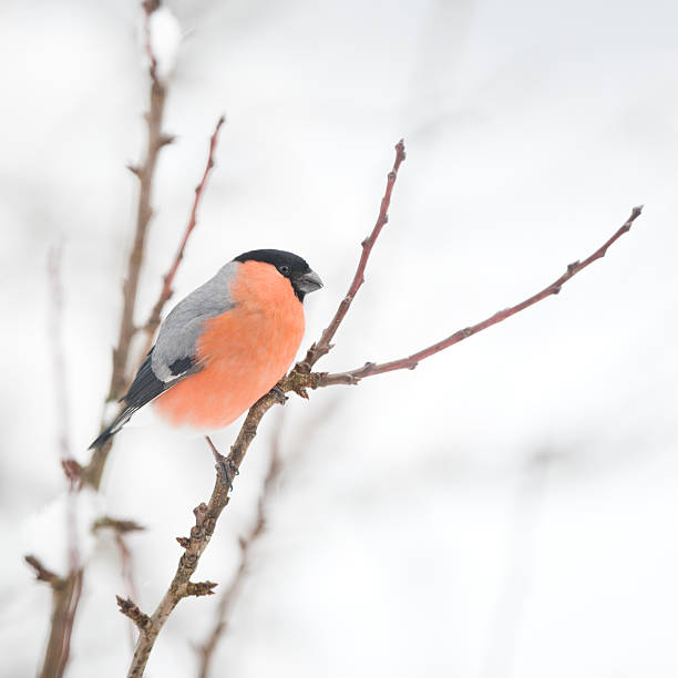 Gimpel (Pyrrhula), Eurasian Bullfinch. Nikon D810. 400mm 2.8. Converted from RAW.