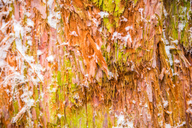 снимок деревянного текстурированного фона, крупным планом. кора кипарисового дерева - cypress tree bark tree wood стоковые фото и изображения