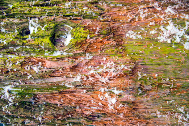 cypress дерево коры подробно красочный ствол после снега - cypress tree bark tree wood стоковые фото и изображения