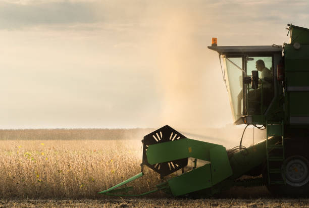 soybean harvest in autumn