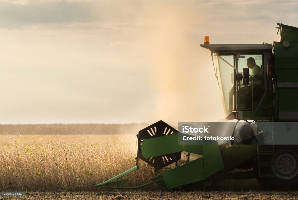 soybean harvest in autumn Harvesting of soybean field with combine Combine Harvester Stock Photo