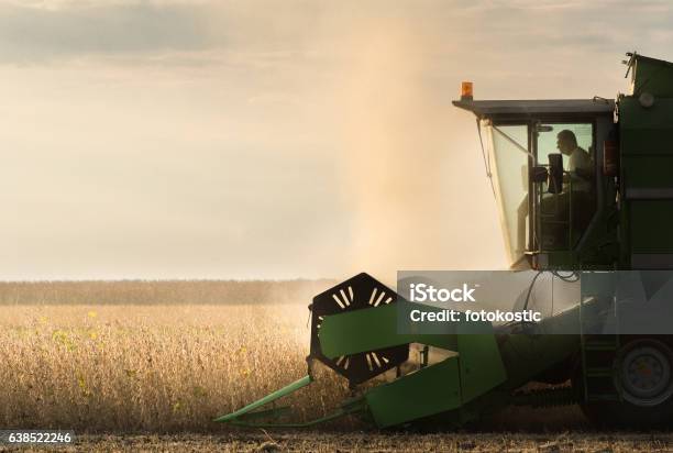 Soybean Harvest In Autumn Stock Photo - Download Image Now - Combine Harvester, Harvesting, Crop - Plant