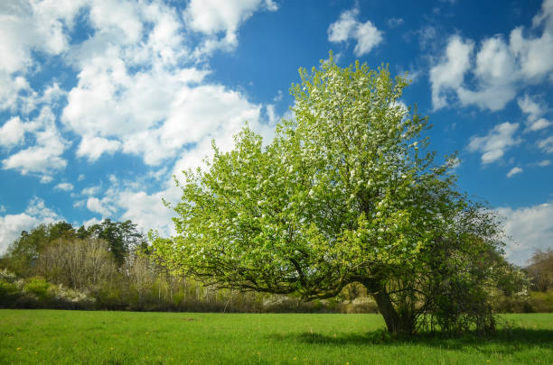 istock Spring blossom pear tree under blue sky full of clouds 638522654