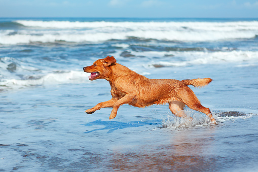 Photo of golden retriever walking on sand beach. Happy dog wet after swimming run with water splashes along sea surf. Actions, training games with family pets and popular dog breeds on summer vacation