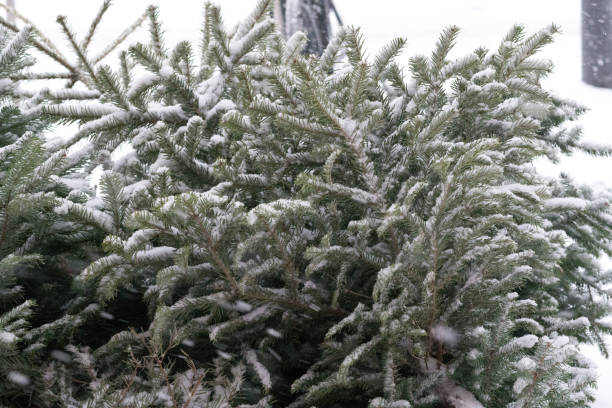 istock Trees in winter with branches covered by snow 638525350