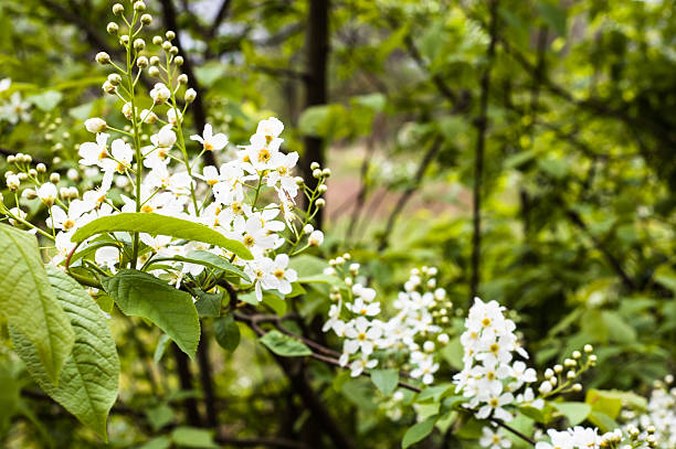 istock Spring blossom on bird cherry branch growing wild in park 638525754