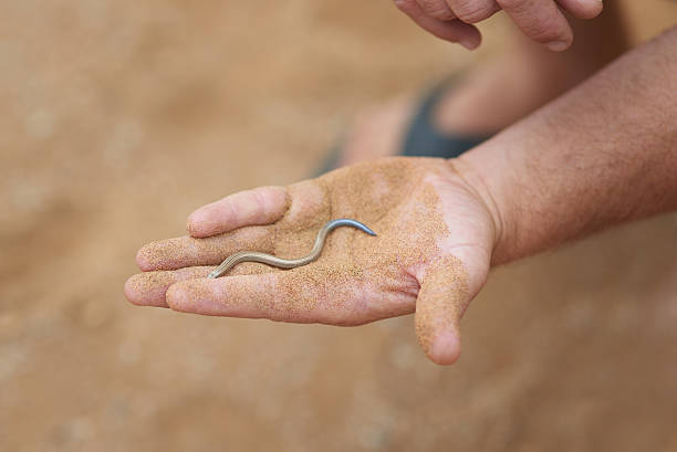 Shot of an unidentifiable man holding a small snake in the palm of his hand while exploring the desert