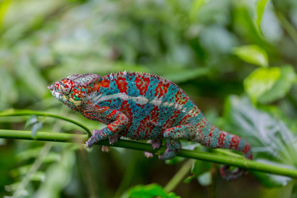 istock portrait of panther chameleon (Furcifer pardalis) 638526248