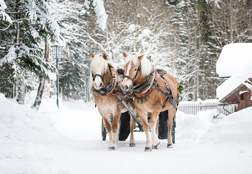 Beautiful Horses pulling a sleigh through this beautiful winter landscape. Nikon D810. Converted from RAW. Room for copy.