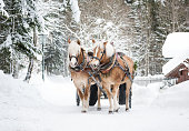 Horse-drawn sleigh ride, Winter Wonderland