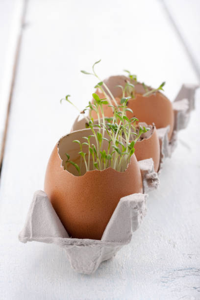 istock Young seedlings of cress salad in an eggshell. 638526744