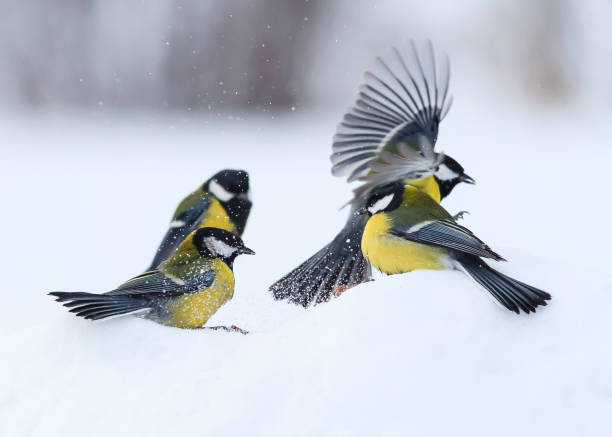 istock beautiful Tits are sitting on the white snow 638530334