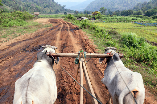 Traditional oxcart in Thailand-driver's view-mountains around Chiang Mai, Thailand