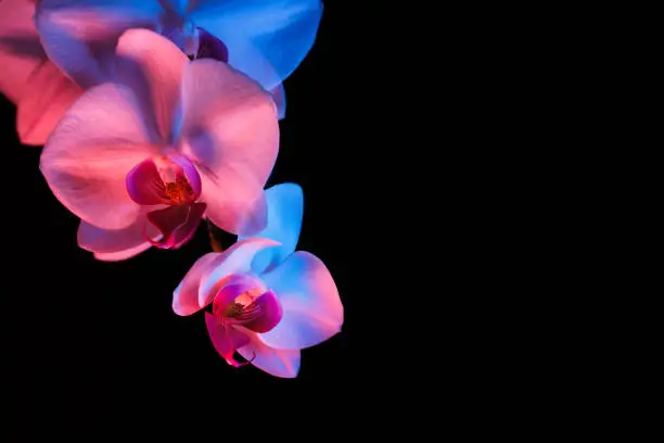 Photo of orchid in blue and red lights on black