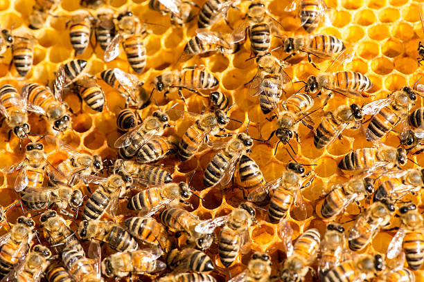 istock closeup of bees on honeycomb in apiary 638534882