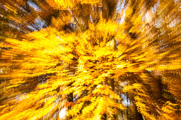 istock Natural autumn wallpaper, abstract blurry background, vibrant color 638535364