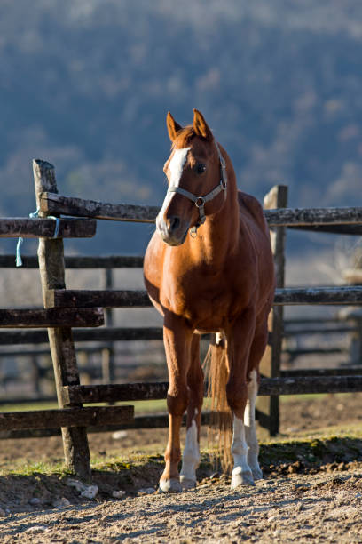 istock Purebred horse peaceful standing in front  corral fence 638536040