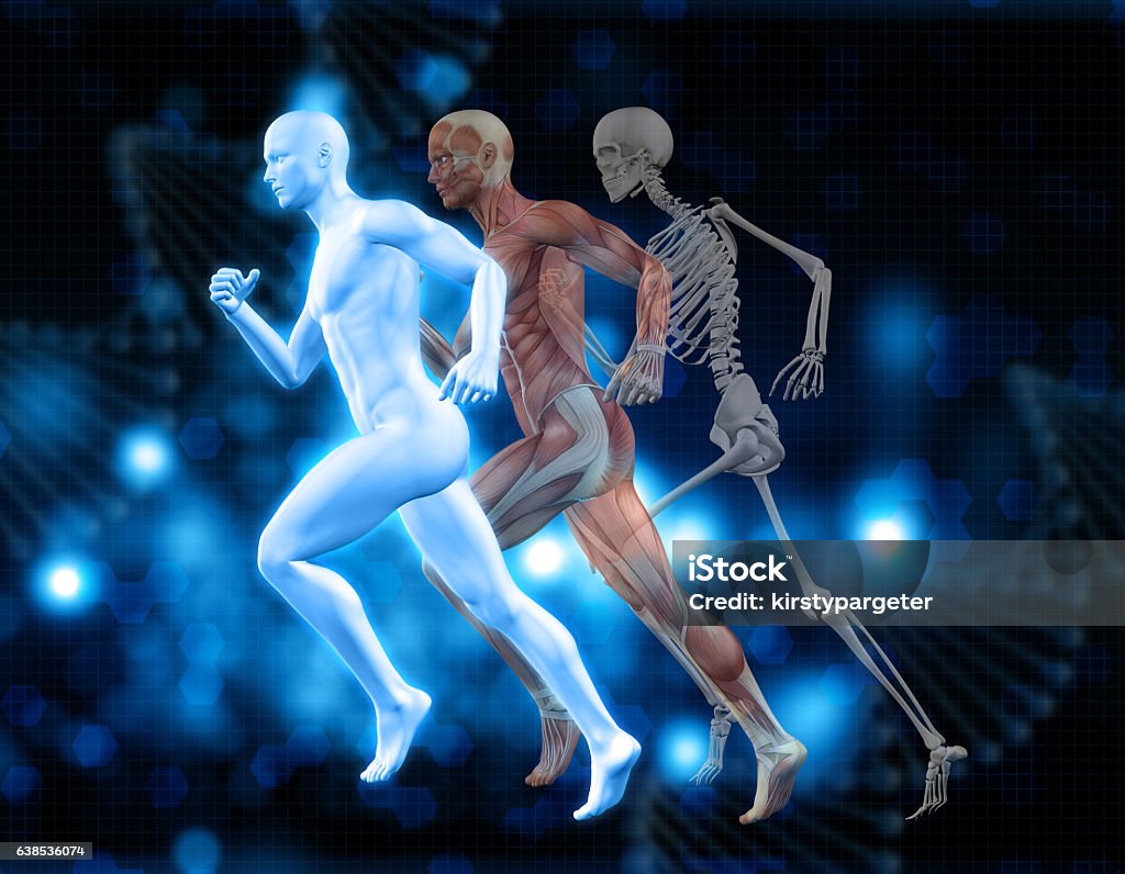 3D medical background with male figure in running pose 3D medical background with male figures in running pose with muscle map and skeleton Exercising Stock Photo