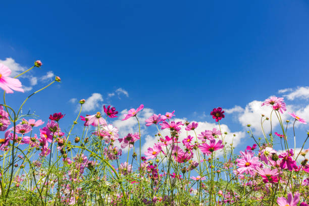 istock Cosmos flowers in the garden with blue sky 638536076
