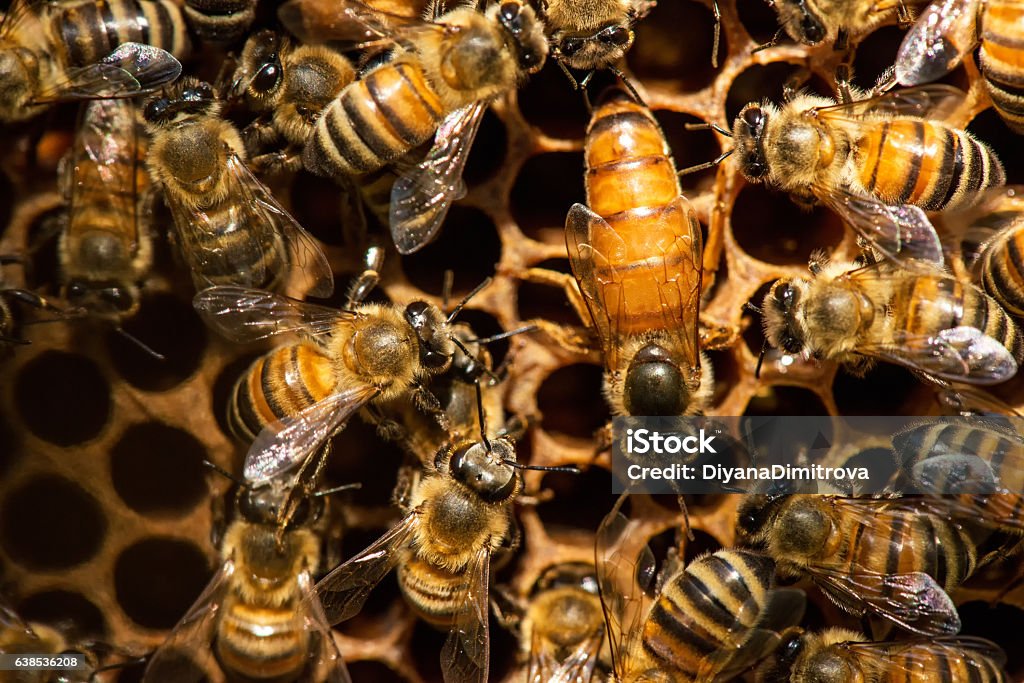 El enjambre de abejas reinas - enfoque selectivo - Foto de stock de Abeja libre de derechos