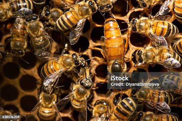 El Enjambre De Abejas Reinas Enfoque Selectivo Foto de stock y más banco de imágenes de Abeja - Abeja, Hexágono, Panal de miel